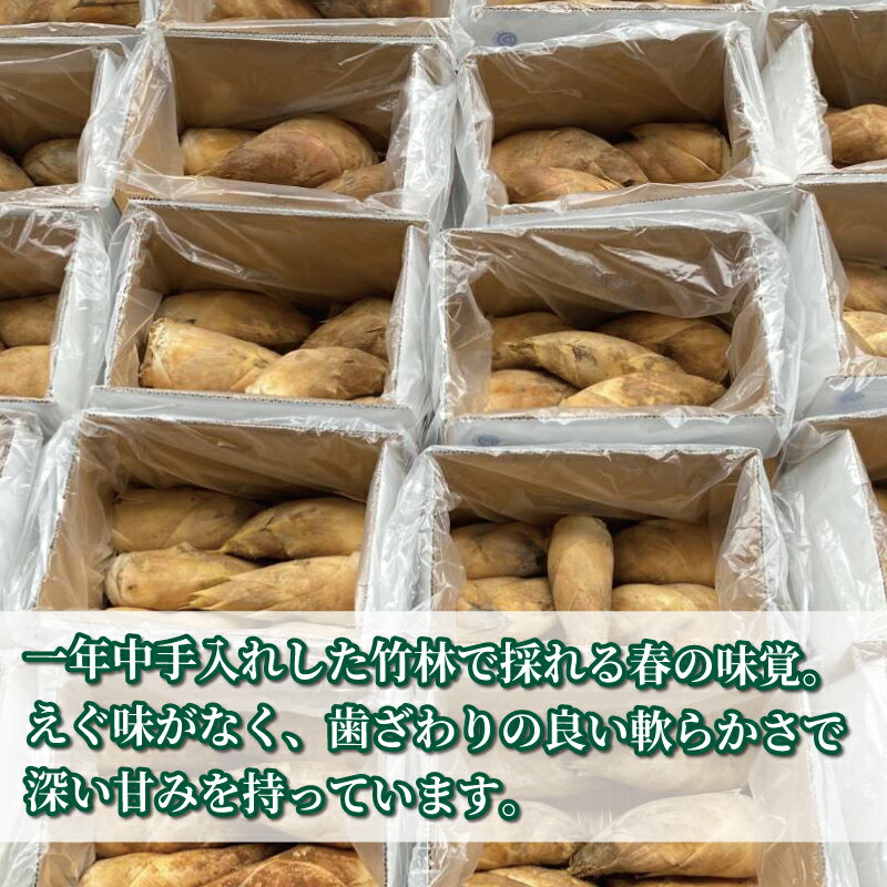 【ふるさと納税】 先行予約 冷蔵 京たけのこ 約2kg～4kg 朝掘り 筍 たけのこ タケノコ 竹の子 白子筍 白子たけのこ 国産 野菜 甘み 糖分 人気 おすすめ 京都 八幡 符川農園 - 画像2