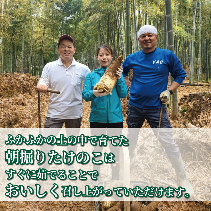 【ふるさと納税】 先行予約 冷蔵 京たけのこ 約2kg～4kg 朝掘り 筍 たけのこ タケノコ 竹の子 白子筍 白子たけのこ 国産 野菜 甘み 糖分 人気 おすすめ 京都 八幡 符川農園 - 画像3