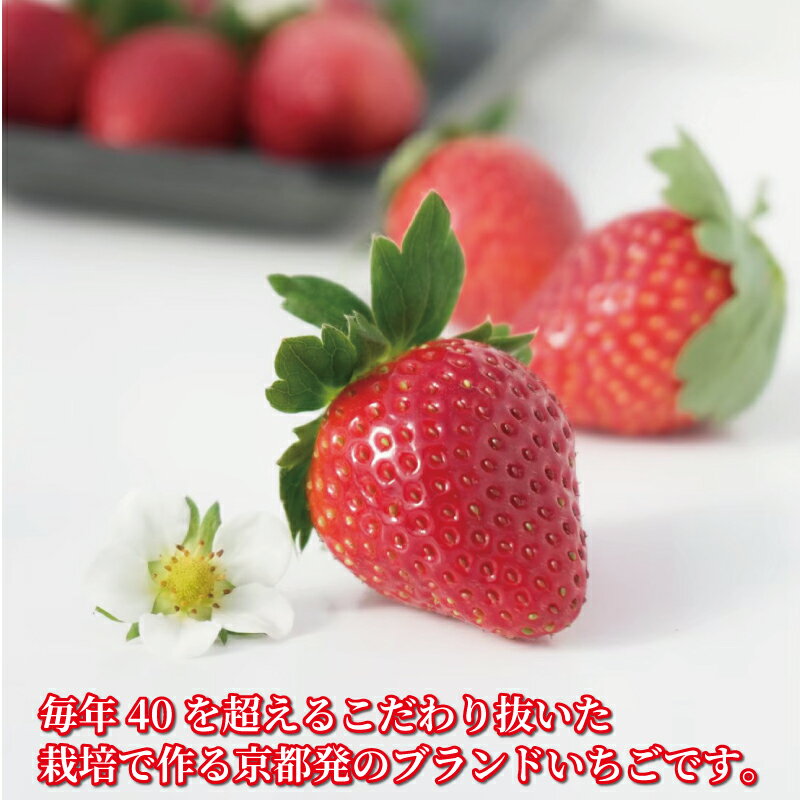 【ふるさと納税】 【2025年12月～翌5月発送】 いちご 京の雫 1箱 約900g 20～28粒入り 化粧箱入り イチゴ 苺 ブランド フルーツ デザート 甘い 糖度 産地直送 人気 おすすめ 京都 八幡 渋谷農園 サムネイル2