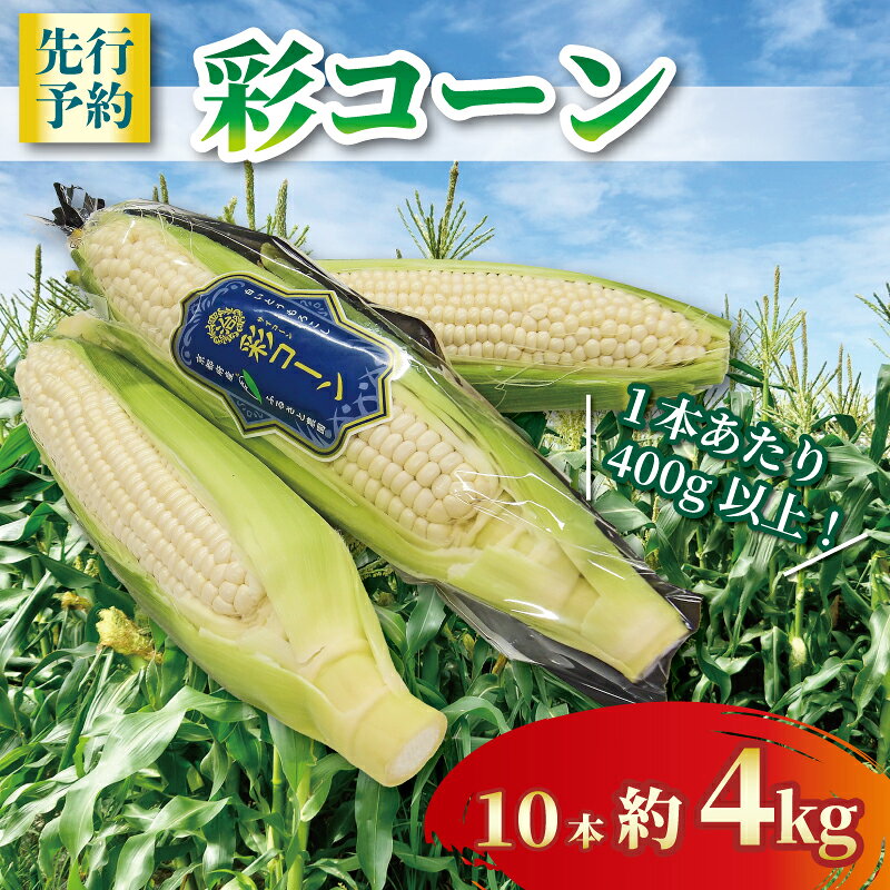 【2026年6月～7月発送】 彩コーン 約4kg 10本 ホワイトコーン とうもろこし 白いとうもろこし コーン スイートコーン 朝食 昼食 夕食 デザート おやつ 糖度 野菜 産地直送 京都 八幡 ふるさと農園