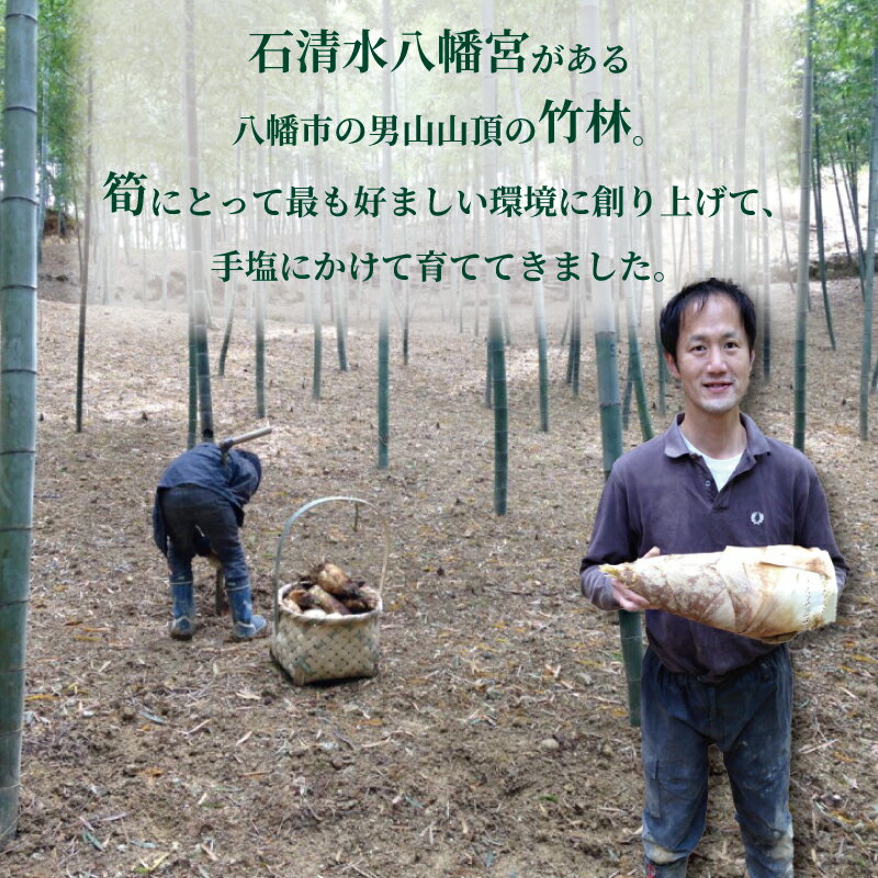 【ふるさと納税】 冷凍 白子京筍 石清水 1本 約1～5kg 1kg 2kg 3kg 4kg 5kg 白子筍 筍 たけのこ タケノコ 竹の子 一本丸ごと 早掘り 国産 高級 野菜 甘み 糖分 人気 おすすめ 男山 京都 八幡 石清水八幡宮 京都辻農園 - 画像2