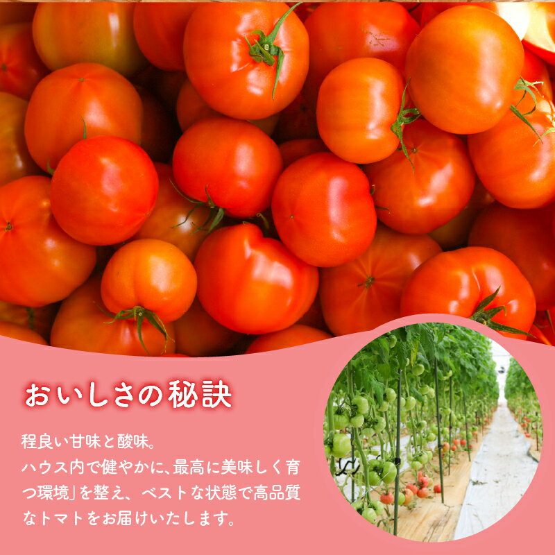 【ふるさと納税】 トマト 約4kg(12～30個) 京都府産 国産 産地直送 農家直送 野菜 新鮮 鮮度 濃厚 とまと リコピン ハウス栽培 京都 美味しい ふるさと納税トマト ふるさと納税とまと 京都 城陽市 倉田農場 - 画像2