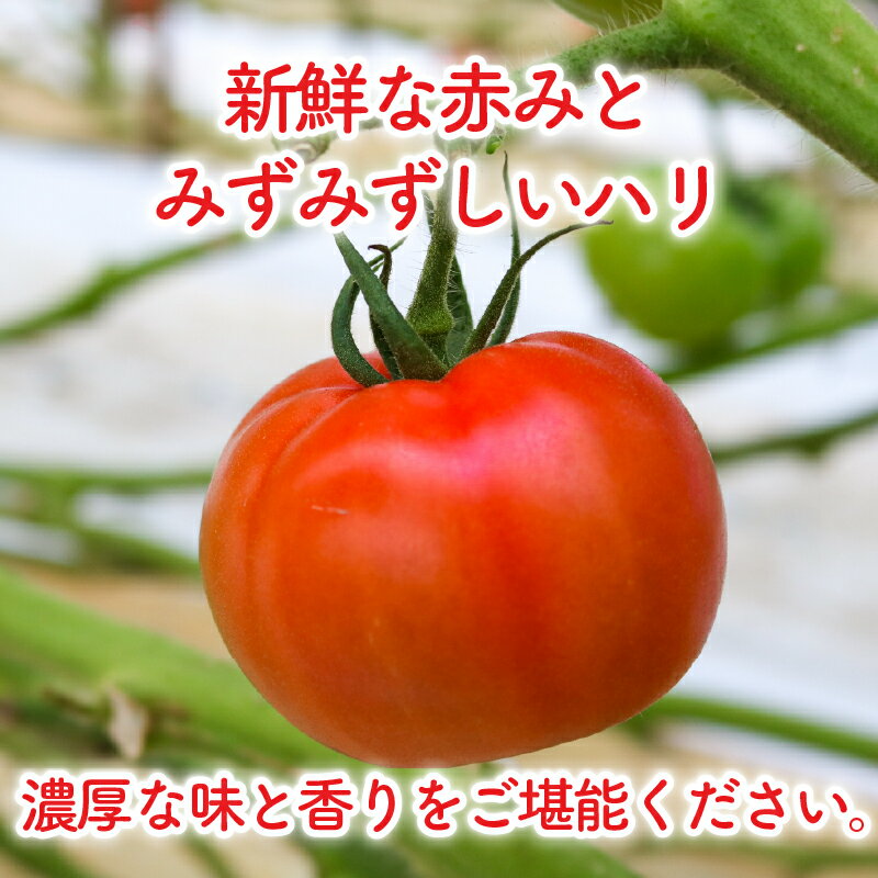 【ふるさと納税】 トマト 約4kg(12～30個) 京都府産 国産 産地直送 農家直送 野菜 新鮮 鮮度 濃厚 とまと リコピン ハウス栽培 京都 美味しい ふるさと納税トマト ふるさと納税とまと 京都 城陽市 倉田農場 - 画像3