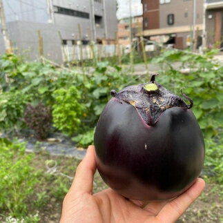 【ふるさと納税】【先行予約・2026年7月発送】京野菜「3種セット」賀茂茄子・万願寺とうがらし・伏見とうがらし | 京野菜 伝統野菜 数量限定 先行予約 先行受付 茄子 ナス なす 賀茂茄子 ステーキ 田楽 グラタン 旬 まんがんじ とうがらし 唐辛子 あまとう 虹色Farm - 画像3