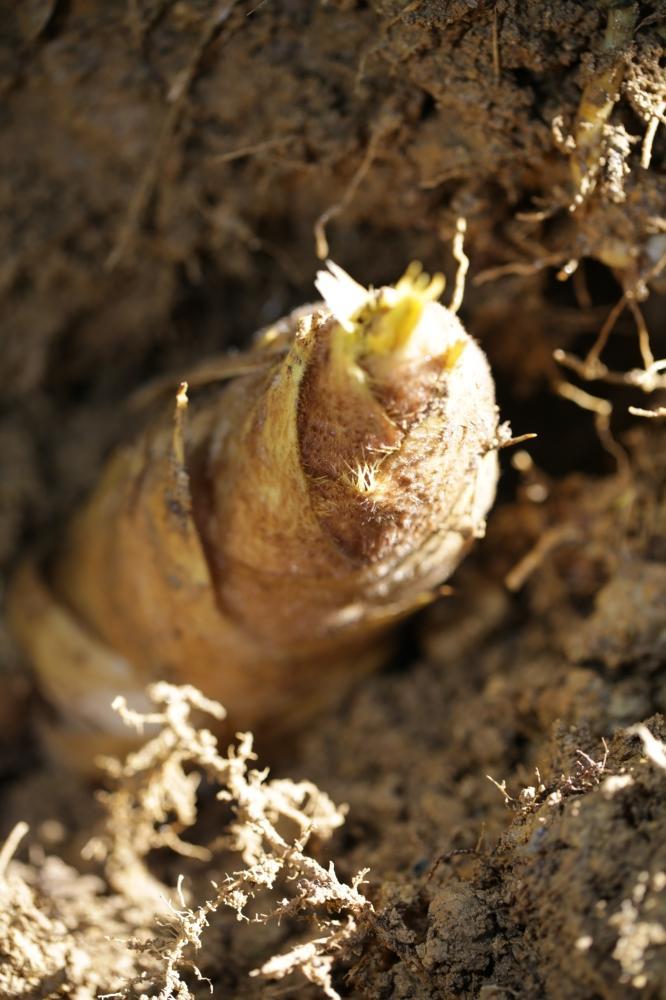 【ふるさと納税】予約受付【筍農家】京都産 朝堀り 湯がき たけのこ優秀品1KG(3-5本)皮なし [ 京都 筍専門店 たけのこ 朝掘り直送 新鮮 人気 おすすめ おいしい タケノコ 季節限定 お取り寄せ 通販 送料無料 ふるさと納税 ] | 京都 筍 タケノコ 野菜 - 画像3
