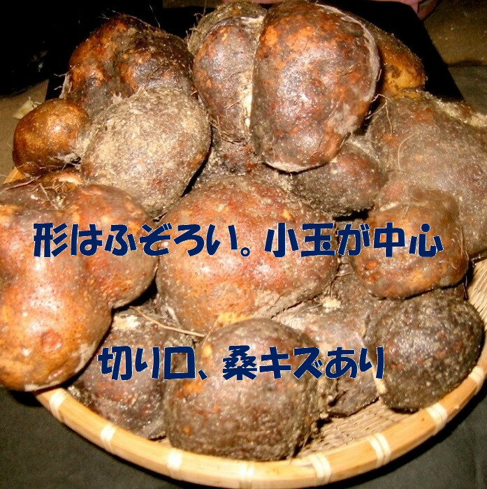 【ふるさと納税】【芋家なか吉】丹波山の芋 わけあり 3キロ 11月収穫のとれたての新芋［ 京都 山の芋専門店 職人 とろろ 芋 いも イモ 野菜 3kg 不揃い 事業者応援品 応援 人気 おすすめ お取り寄せ 通販 送料無料 ふるさと納税 ］ - 画像3
