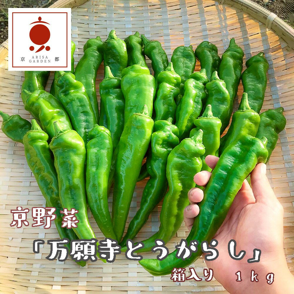 【2026年発送】 京野菜 「万願寺とうがらし」 からくない！肉厚甘い 逸品 箱入り 1kg 2〜4人用