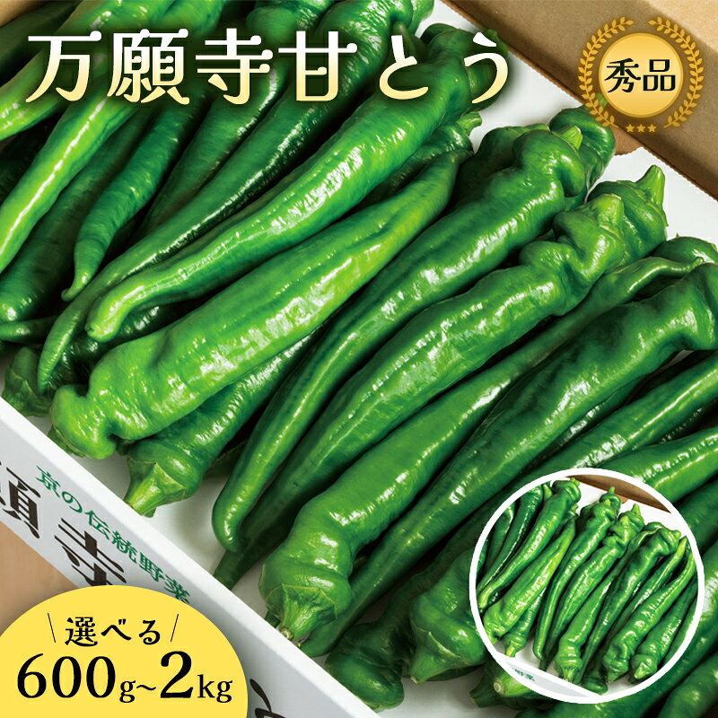 万願寺甘とう 化粧箱入 秀品 600g〜2kg 野菜 万願寺 万願寺とうがらし 甘唐辛子 甘とう 辛くない 夏野菜 緑黄色野菜 伝統野菜 地場野菜 地物 農協直送 京野菜 特産品 詰め合わせ ギフト 旬の野菜 京都産 舞鶴産 京都 舞鶴 舞鶴市JA