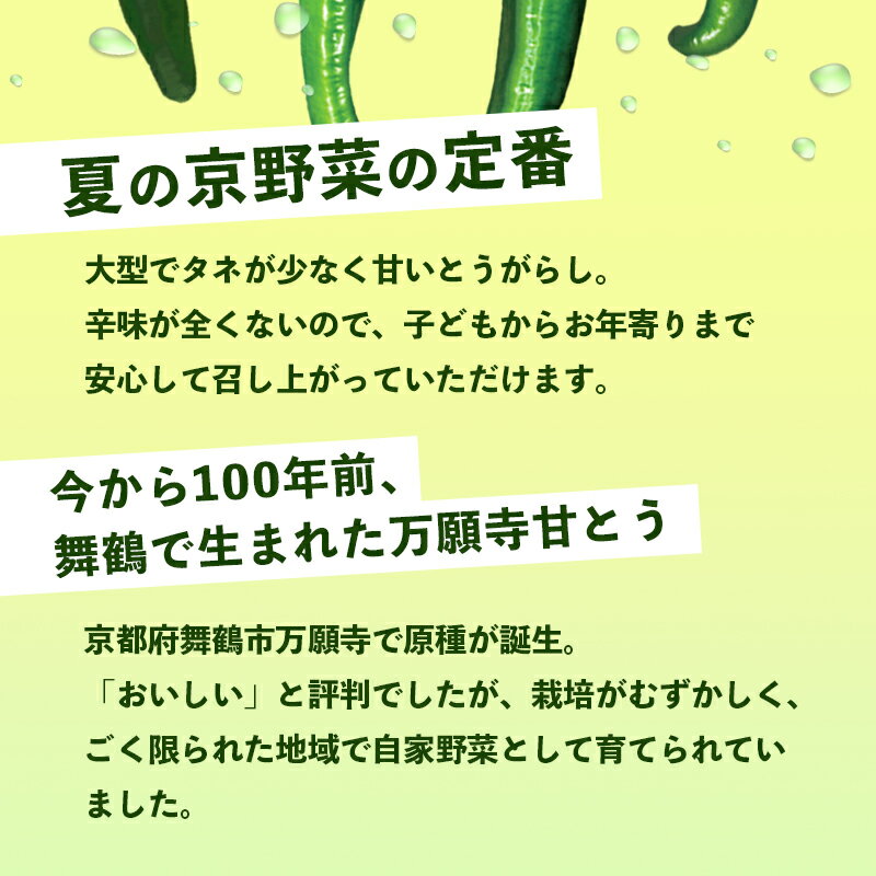 【ふるさと納税】 万願寺甘とう 化粧箱入 秀品 600g〜2kg 野菜 万願寺 万願寺とうがらし 甘唐辛子 甘とう 辛くない 夏野菜 緑黄色野菜 伝統野菜 地場野菜 地物 農協直送 京野菜 特産品 詰め合わせ ギフト 旬の野菜 京都産 舞鶴産 京都 舞鶴 舞鶴市JA サムネイル3