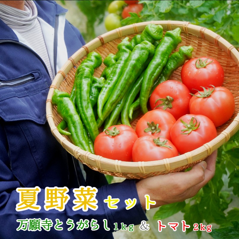 夏野菜セット 辛くない 万願寺とうがらし1kg トマト2kg 化粧箱入 夏野菜 セット 野菜 万願寺とうがらし とまと 合計3kg 農家直送 盛り合わせ 京都 舞鶴 嵯峨根農園