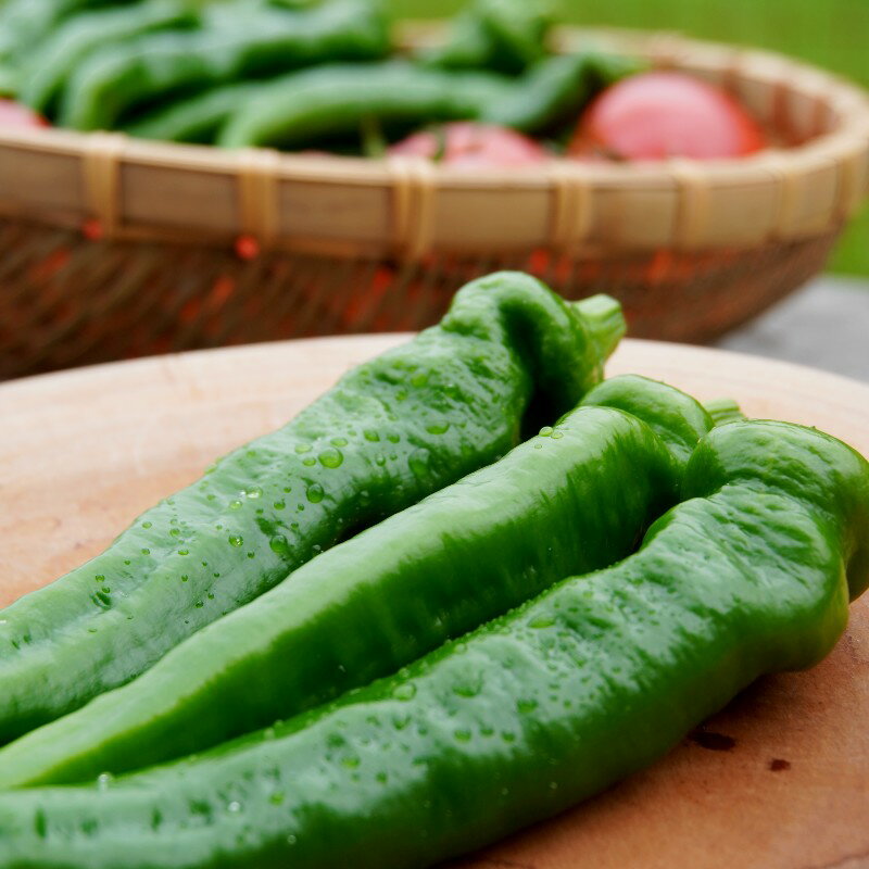 【ふるさと納税】 夏野菜セット 辛くない 万願寺とうがらし1kg トマト2kg 化粧箱入 夏野菜 セット 野菜 万願寺とうがらし とまと 合計3kg 農家直送 盛り合わせ 京都 舞鶴 嵯峨根農園 - 画像3