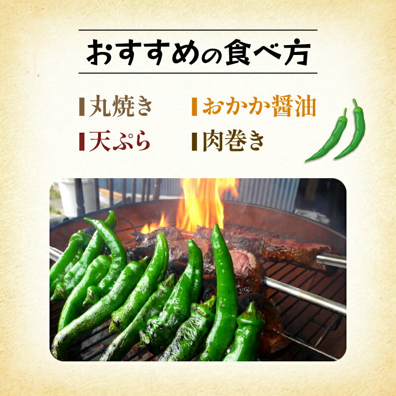 【ふるさと納税】 【5月中旬〜11月下旬発送】 【訳あり】 万願寺 とうがらし 1.8kg ( 900g × 2箱 ) 辛くない 美味しい おいしい 肉厚 甘い 旬 採れたて 箱入り 伝統野菜 バーベキュー BBQ 野菜 夏野菜 農家 産地 直送 万願寺とうがらし 唐辛子 規格外 京都 舞鶴 - 画像3