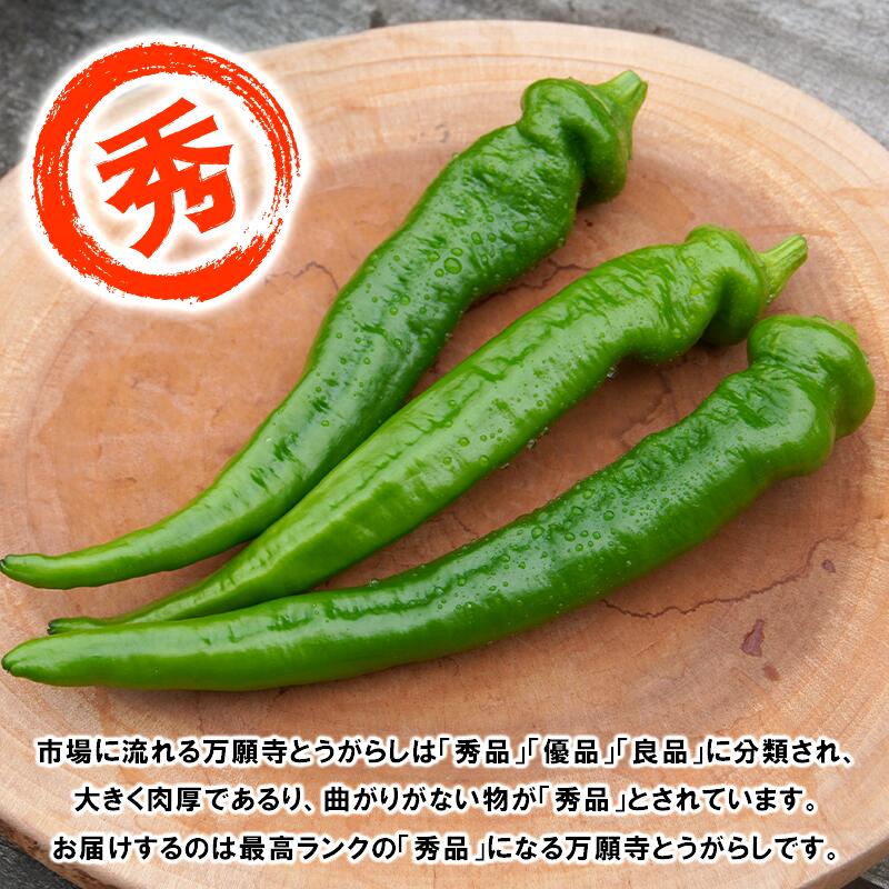 【ふるさと納税】 【5月中旬〜11月下旬発送】 万願寺 とうがらし 1kg 秀品 辛くない 美味しい おいしい 肉厚 甘い 旬 採れたて 箱入り 伝統野菜 バーベキュー BBQ 野菜 夏野菜 農家 産地 直送 万願寺とうがらし 唐辛子 規格外 京都 舞鶴 - 画像2