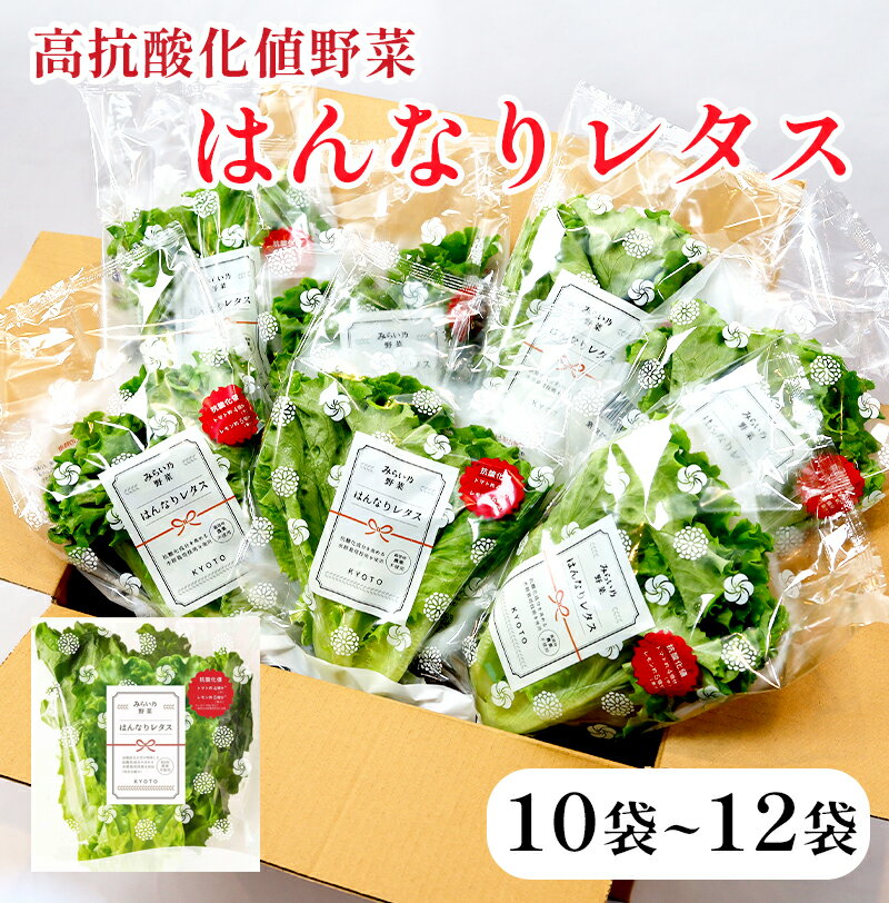 みらい乃野菜 はんなりレタス 10袋+2袋 12袋 720g レタス ケール おケールはん 袋入 水耕栽培 野菜 れたす 葉物 サラダ 高抗酸化値 低硝酸態窒素 小分け 小袋 そのまま 食べれる 健康 身体にやさしい お試し 贈答 熨斗