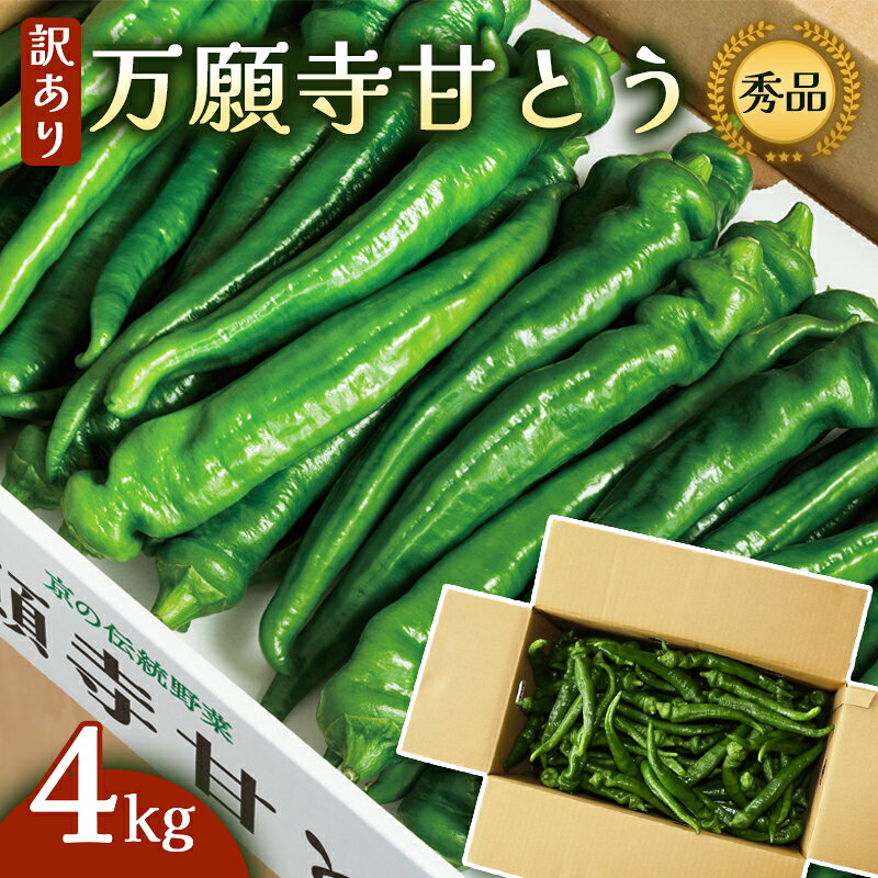 【訳あり】京都産 万願寺甘とう 秀品 4kg 辛くない 京野菜 長さ不揃い JA丹の国 舞鶴