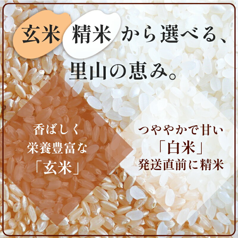 【ふるさと納税】【令和7年産】コシヒカリ 5kg 10kg 定期便 京都府産 白米 玄米 選べる回数 国産米 お米 ごはん 綾部市 - 画像3