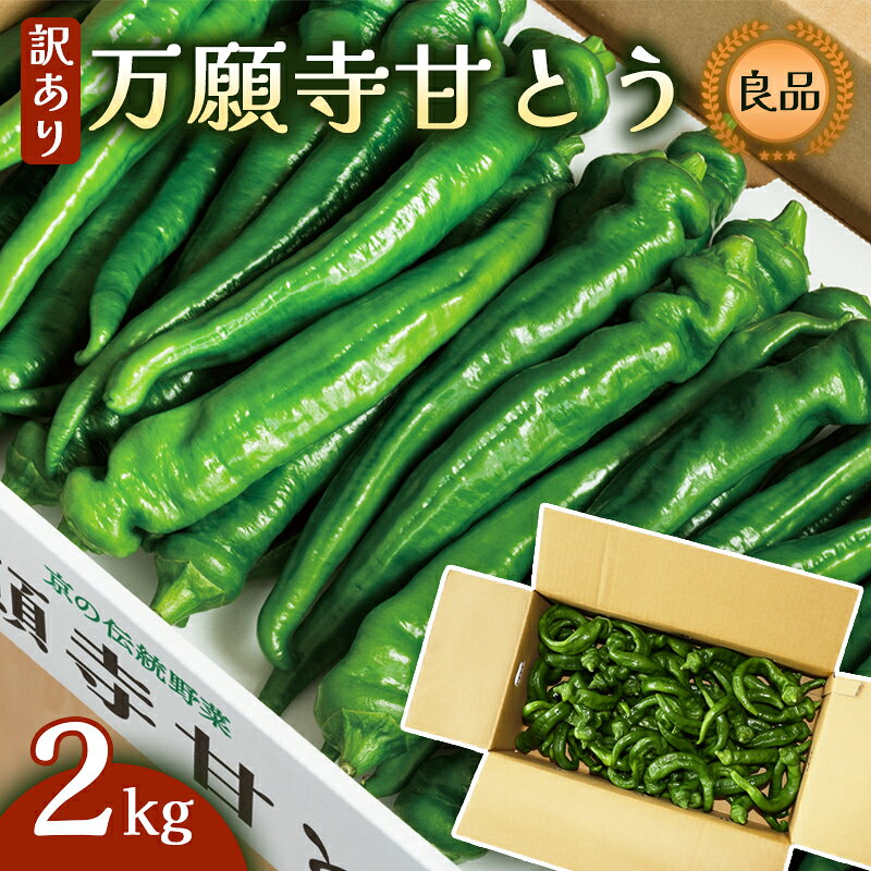 【訳あり】 万願寺甘とう 良品 2kg | 形・長さ不揃い 辛くない京野菜 夏限定 味覚 肉厚 ジューシー 京都産 旬 季節の野菜 詰め合わせ 京のブランド産品 京野菜 万願寺 まんがんじ 野菜 夏野菜 お土産 手土産 JA 京都 綾部