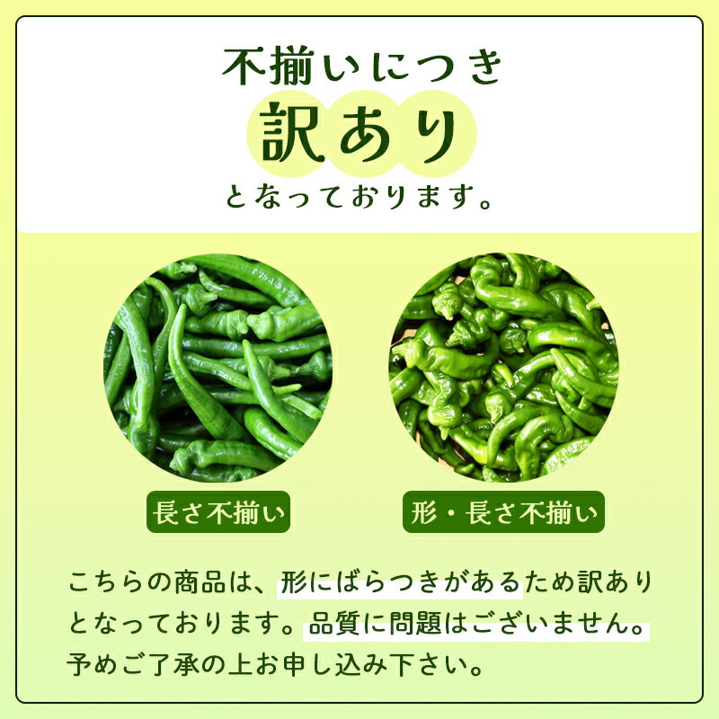 【ふるさと納税】【訳あり】 万願寺甘とう 良品 2kg | 形・長さ不揃い 辛くない京野菜 夏限定 味覚 肉厚 ジューシー 京都産 旬 季節の野菜 詰め合わせ 京のブランド産品 京野菜 万願寺 まんがんじ 野菜 夏野菜 お土産 手土産 JA 京都 綾部 - 画像2