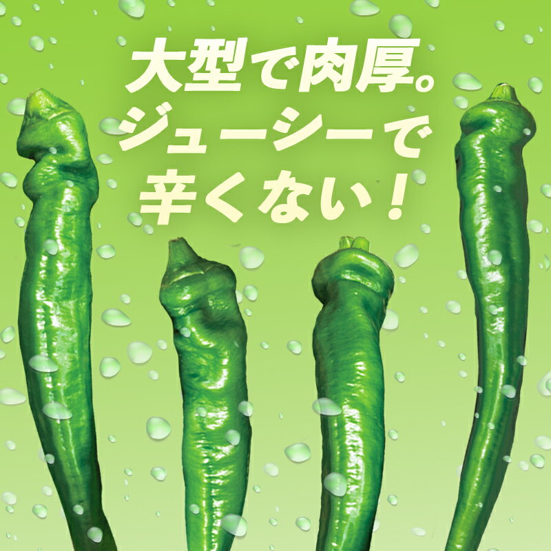 【ふるさと納税】【訳あり】 万願寺甘とう 良品 2kg | 形・長さ不揃い 辛くない京野菜 夏限定 味覚 肉厚 ジューシー 京都産 旬 季節の野菜 詰め合わせ 京のブランド産品 京野菜 万願寺 まんがんじ 野菜 夏野菜 お土産 手土産 JA 京都 綾部 - 画像3