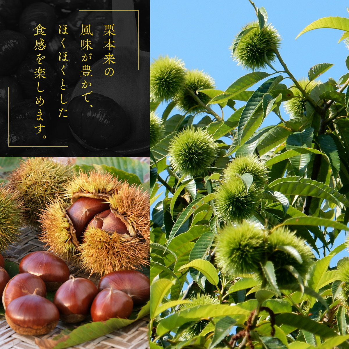 【ふるさと納税】 【訳あり】 栗納豆 2種セット 各4〜6袋 丹波栗 甘納豆 渋皮栗 和菓子 スイーツ - 画像3
