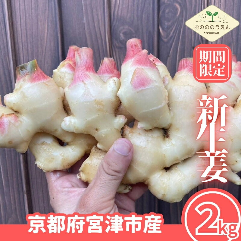【2026年発送分予約】京都府産　新生姜 2kg 栽培期間中 農薬 化学肥料 除草剤不使用 生姜 しょうが 酢漬け 薬味 野菜 紅茶 ガリ チューハイ 健康 国産 おつまみ　宮津市　お届け：2026年10月から順次発送