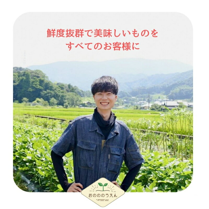 【ふるさと納税】【2026年発送分予約】京都府産　新生姜 2kg 栽培期間中 農薬 化学肥料 除草剤不使用 生姜 しょうが 酢漬け 薬味 野菜 紅茶 ガリ チューハイ 健康 国産 おつまみ　宮津市　お届け：2026年10月から順次発送 - 画像3