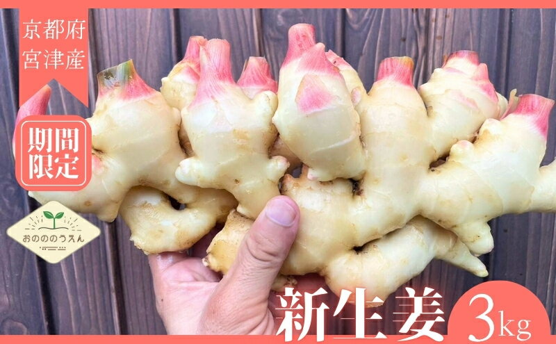 【ふるさと納税】【2026年発送分予約】京都府産　新生姜 3kg 栽培期間中 農薬 化学肥料 除草剤不使用 生姜 しょうが 酢漬け 薬味 野菜 紅茶 ガリ チューハイ 健康 国産 おつまみ　宮津市　お届け：2026年10月から順次発送 - 画像2