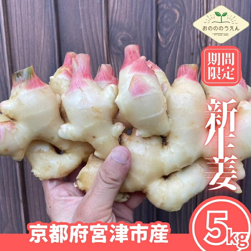 【2026年発送分予約】京都府産　新生姜 5kg 栽培期間中 農薬 化学肥料 除草剤不使用 生姜 しょうが 酢漬け 薬味 野菜 紅茶 ガリ チューハイ 健康 国産 おつまみ　宮津市　お届け：2026年10月から順次発送