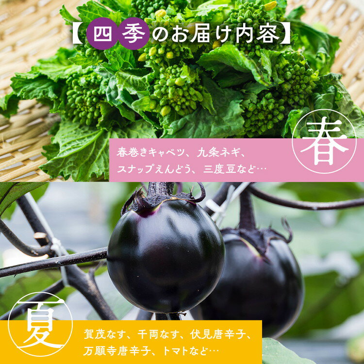 【ふるさと納税】旬の京野菜 レギュラーコース/スペシャルコース 選べるお届け回数 1回・3回・6回・12回 ≪定期便 京野菜セット 詰め合わせ ふるさと納税 野菜 送料無料≫ ※沖縄・離島・諸島へのお届け不可 サムネイル3
