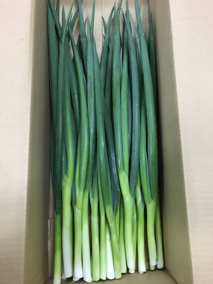 【ふるさと納税】［九条ねぎ専門 西陣屋］京都産 新鮮 九条ねぎ たっぷり 4kg《京都ブランド 京野菜 九条ネギ 葱》※離島への配送不可（北海道、沖縄本島は配送可能） - 画像2