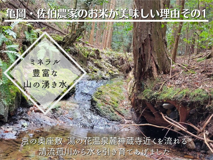 【ふるさと納税】【令和7年産/令和8年産 新米 先行予約】米 定期便 5kg 1回 6回 12回 京都丹波産 コシヒカリ 佐伯の里の源流米 希少 産地直送≪予約 白米 5キロ 1ヶ月 6ヶ月 12ヶ月 こしひかり 低農薬米 減農薬米≫ ※北海道・沖縄・離島の配送不可 サムネイル3