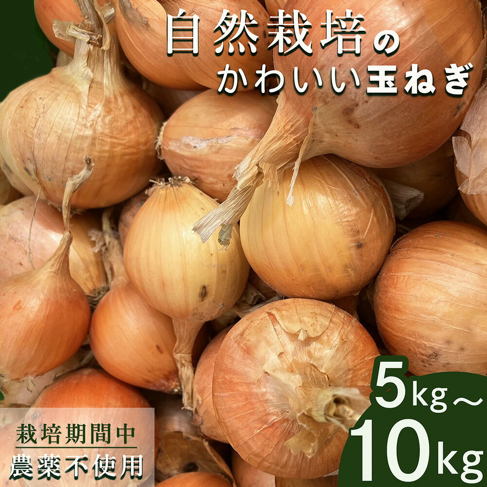 【2026年産 予約】＼選べる内容量／ たまねぎ 5kg～10kg 自然栽培のかわいい玉ねぎ（小たまねぎ）京都府・亀岡産 かたもとオーガニックファームよりお届け ｜ 訳あり 玉葱 タマネギ 小さめ サイズ小 ※離島への発送不可 ※2026年6月頃より順次発送予定