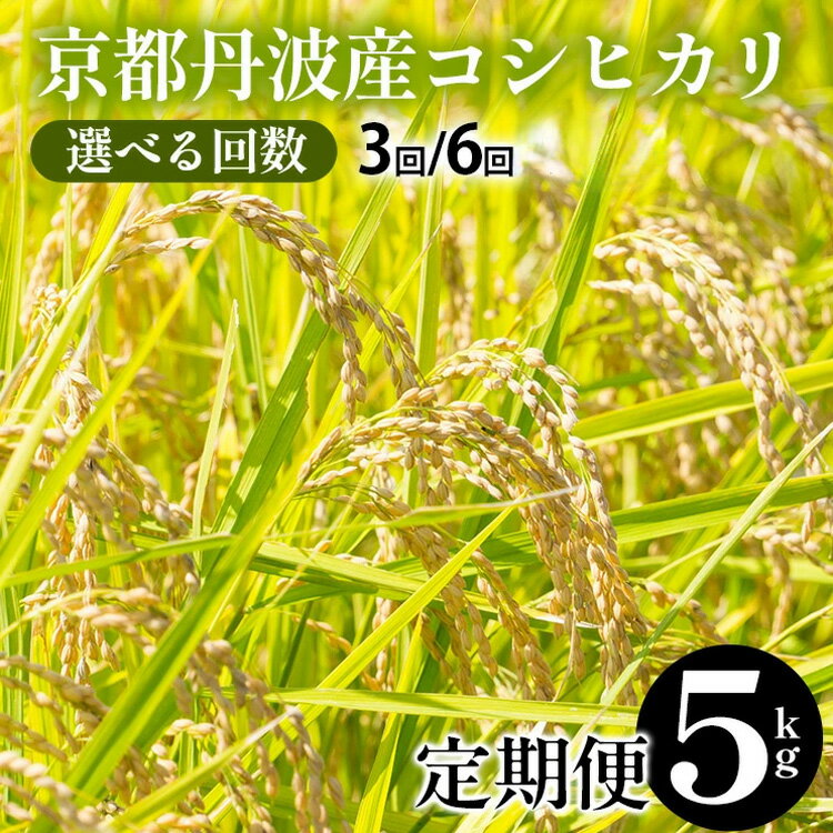 【令和7年産 新米】米 定期便 5kg 3回/6回 京都丹波産 コシヒカリ JA京都たわわ朝霧 産地直送≪期間限定 発送時期が選べる 3ヶ月 6ヶ月 京都丹波米 白米 精米 農協 送料無料 簡易包装 人気 国産 こしひかり ふるさと納税 米 定期便≫