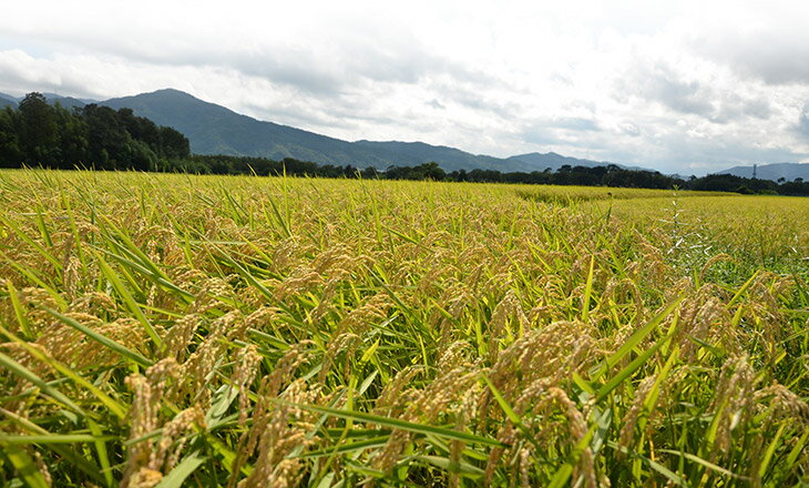 【ふるさと納税】【令和7年産 新米】米 定期便 5kg 3回/6回 京都丹波産 コシヒカリ JA京都たわわ朝霧 産地直送≪期間限定 発送時期が選べる 3ヶ月 6ヶ月 京都丹波米 白米 精米 農協 送料無料 簡易包装 人気 国産 こしひかり ふるさと納税 米 定期便≫ サムネイル3