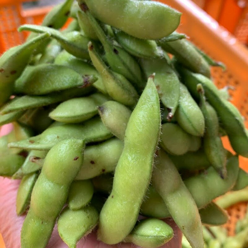 【ふるさと納税】高評価★5.0 高レビュー★【先行予約／数量限定40】朝採り枝豆（湯上り娘）500g（250g×2パック）1kg（250g×4パック）（栽培期間中農薬・化学肥料・除草剤不使用）（2026年7月上旬～発送） おつまみ 農家応援 京都産 えだまめ 朝採れ 農家直送 - 画像3