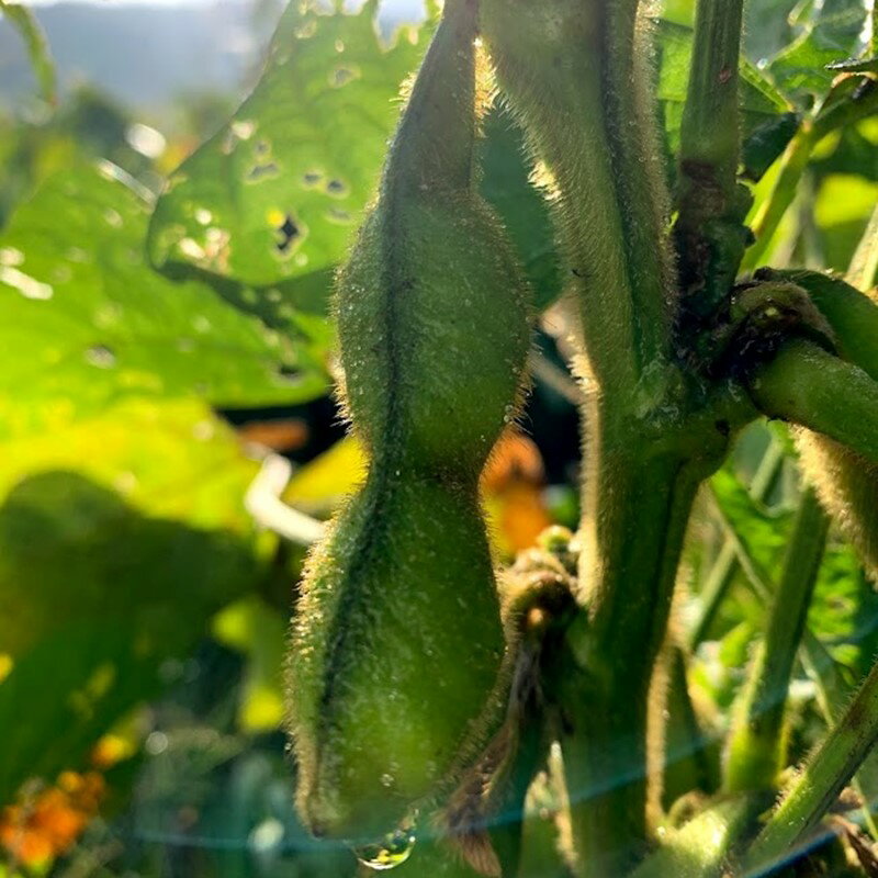 【ふるさと納税】 秋の黒枝豆 高評価★5.0 高レビュー★【先行予約／数量限定40】新丹波黒枝豆さや（2026年10月中旬～発送）500g 1kg 選べる 内容量 野菜 黒豆 えだまめ 特産品 晩酌 おつまみ おかず 京都 ふるさと納税 枝豆 - 画像2