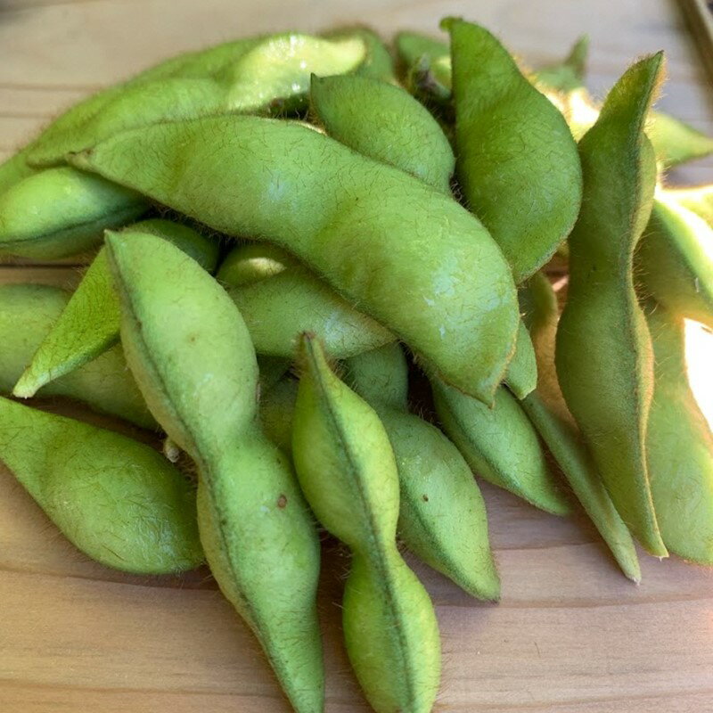 【ふるさと納税】【先行予約】京都・夏黒枝豆さや 500g（250g×2パック）1kg（250g×4パック）（2026年7月中旬～発送） 野菜 豆類 黒豆 黒枝豆 晩酌 おつまみ おかず 京都 ふるさと納税 枝豆 - 画像3