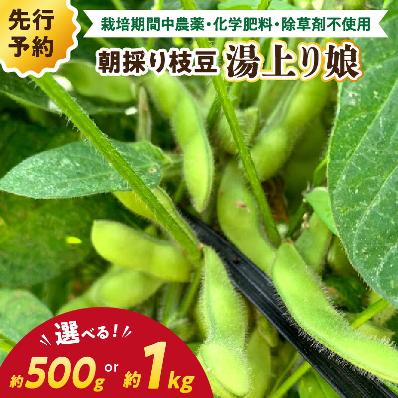 高評価★5.0 高レビュー★【先行予約／数量限定40】朝採り枝豆（湯上り娘）500g（250g×2パック）1kg（250g×4パック）（栽培期間中農薬・化学肥料・除草剤不使用）（2026年7月上旬～発送） おつまみ 農家応援 京都産 えだまめ 朝採れ 農家直送