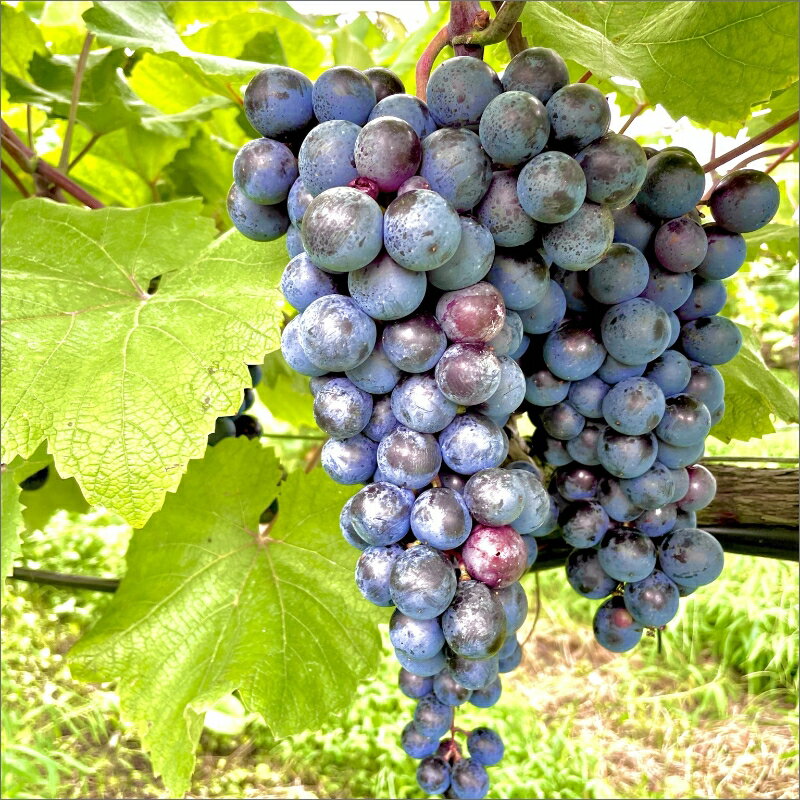 【ふるさと納税】高評価★5.0 高レビュー★【天橋立ワイン】日本ワインコンクール受賞のワイナリーからお届け★京丹後産ぶどうを醸造した甘口の赤ワイン 720ml 1回 3回 選べる 回数 毎月 隔月 定期便 天橋立ワイナリー 飲料 アルコール ワイン 赤ワイン 葡萄 ぶどう 贈り物 サムネイル3