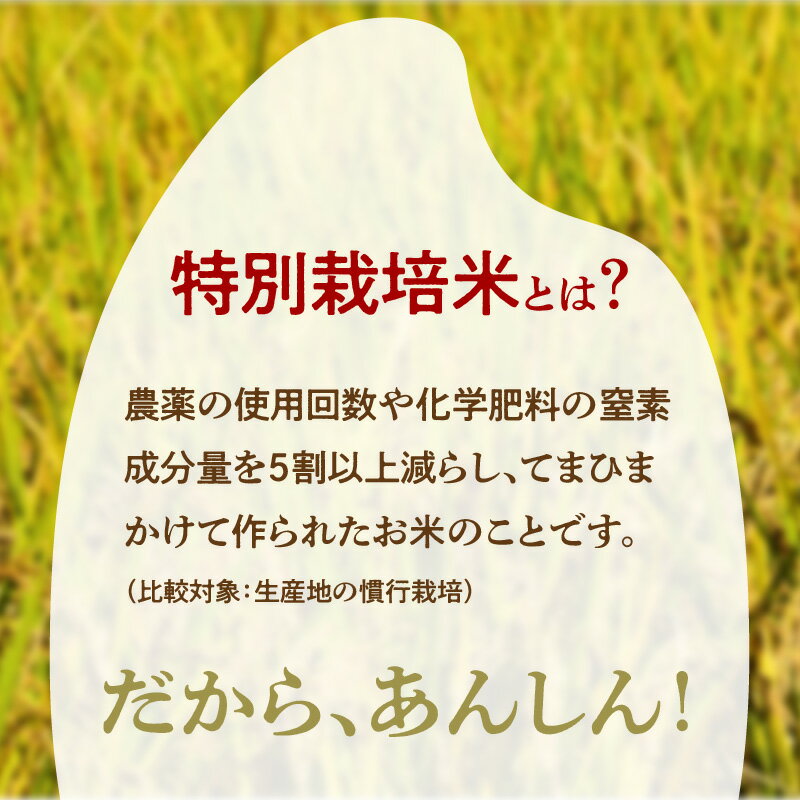 【ふるさと納税】残りわずか＜丹後椿＞【2kg～】／高評価★5.0 ★ 令和7年産 特別栽培米コシヒカリ 丹後椿（京丹後森本産） 2kg 5kg 定期便 選べる 産地直送 お米 白米 丹後コシヒカリ 京都産 こしひかり ふるさと納税 コシヒカリ 精米 ふるさと納税 こしひかり 精米 - 画像3
