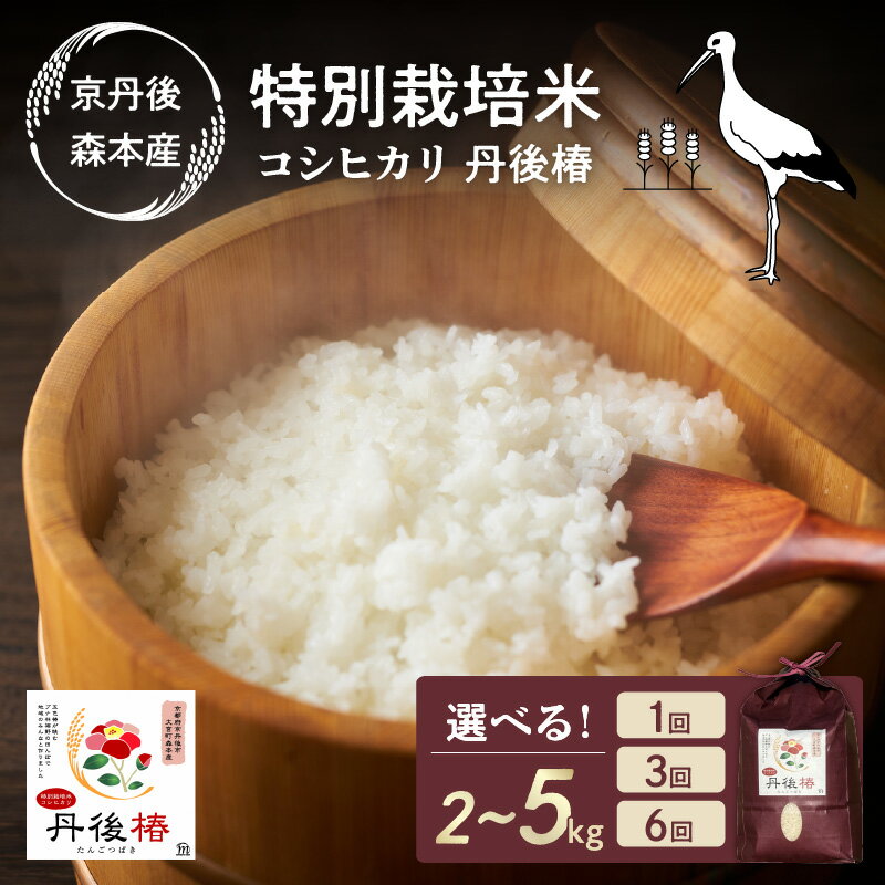 残りわずか＜丹後椿＞【2kg～】／高評価★5.0 ★ 令和7年産 特別栽培米コシヒカリ 丹後椿（京丹後森本産） 2kg 5kg 定期便 選べる 産地直送 お米 白米 丹後コシヒカリ 京都産 こしひかり ふるさと納税 コシヒカリ 精米 ふるさと納税 こしひかり 精米