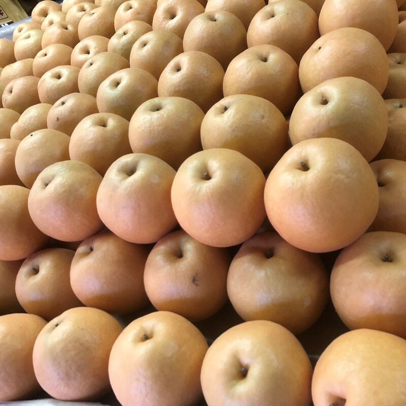 【ふるさと納税】残りわずか／大きな梨・3kg 5kg【訳あり】高レビュー★ 【数量限定100】新興梨 優品 3kg（5～9玉入り） 5kg（8～16玉入り） （2025年10月上旬～発送） 選べる フルーツ 訳あり わけあり ワケアリ ふるさと納税 梨 訳あり 農家応援 生産者応援 送料無料 サムネイル2