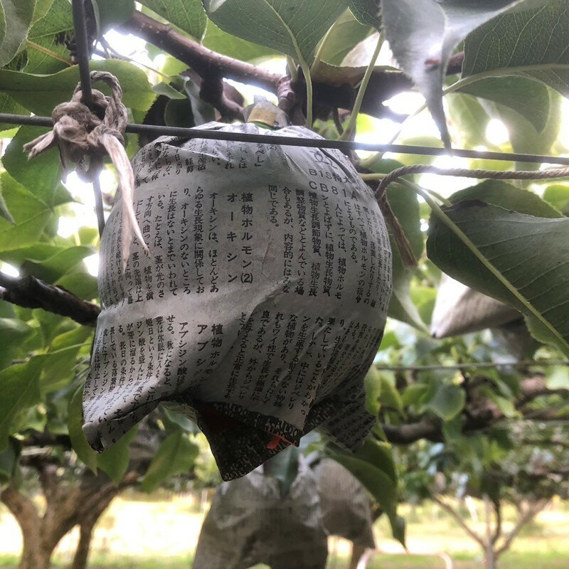 【ふるさと納税】残りわずか／大きな梨・3kg 5kg【訳あり】高レビュー★ 【数量限定100】新興梨 優品 3kg（5～9玉入り） 5kg（8～16玉入り） （2025年10月上旬～発送） 選べる フルーツ 訳あり わけあり ワケアリ ふるさと納税 梨 訳あり 農家応援 生産者応援 送料無料 サムネイル3