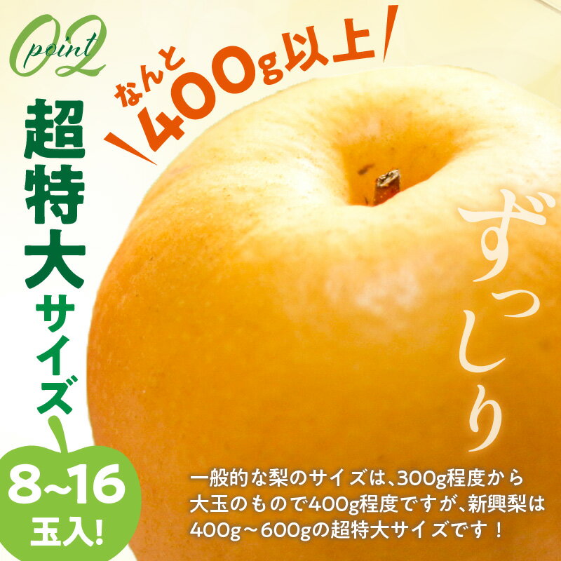 【ふるさと納税】残りわずか【数量限定50】大きい梨・新興梨 秀品 5kg（8～16玉入り）（2025年10月上旬～発送） 国産 8〜16 個 玉 ふるさと 納税 梨 なし ナシ 5kg ふるさと 納税 先行予約 期間限定 ふるさと 納税 フルーツ くだもの 果物 赤梨 農家直送 ふるさと納税 梨 サムネイル3