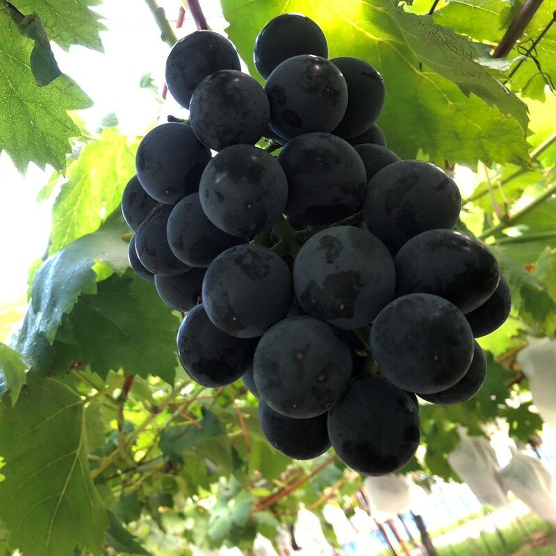 2026夏発送【先行予約】黒ぶどう詰め合わせ（1.5kg以上／3～4房）（2026年8月上旬～発送） くだもの 果物 フルーツ 詰め合わせ 先行予約 ふるさと納税 ぶどう ブドウ 葡萄 セット 詰め合わせ 期間限定 くだもの 果物 先行申込 農家応援 生産者応援 送料無料