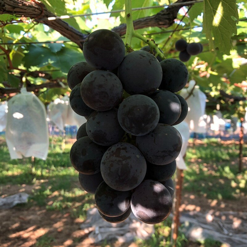 【ふるさと納税】2026夏発送【先行予約】ぶどう白・黒詰め合わせ2〜3種（1.4kg以上）（2026年8月上旬～発送）くだもの 果物 フルーツ 詰め合わせ 先行予約 ふるさと納税 ぶどう ブドウ 葡萄 セット 詰め合わせ 期間限定 くだもの 果物 先行申込 農家応援 生産者応援 送料無料 サムネイル2