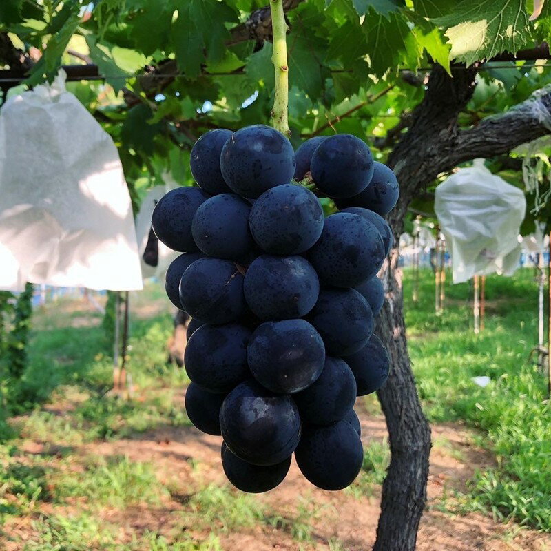 【ふるさと納税】2026夏発送【先行予約】ぶどう白・黒詰め合わせ2〜3種（1.4kg以上）（2026年8月上旬～発送）くだもの 果物 フルーツ 詰め合わせ 先行予約 ふるさと納税 ぶどう ブドウ 葡萄 セット 詰め合わせ 期間限定 くだもの 果物 先行申込 農家応援 生産者応援 送料無料 サムネイル3