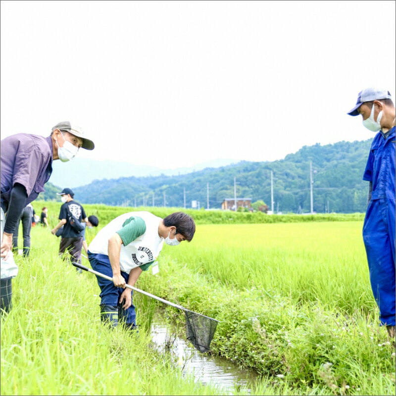 【ふるさと納税】龍谷大学と共同開発／2025年産　京丹後産生物多様性米コシヒカリ「ゲンゴロウ郷の米」 箱入 5kg 10kg 選べる 内容量 お米 ご飯 ごはん 令和7年 京都 京丹後 丹後 ふるさと納税 米 こしひかり 生産者応援 農家応援 送料無料 - 画像3