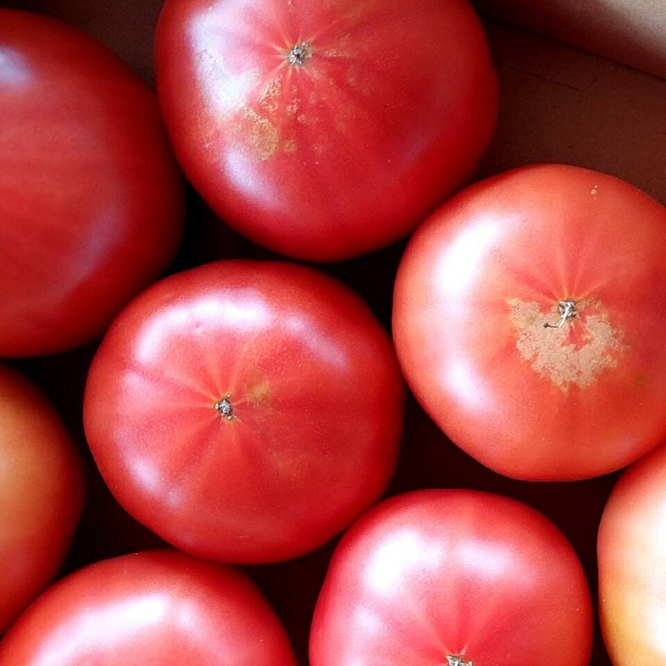 【ふるさと納税】【先行予約】訳あり／高糖度ももたろうトマト（春夏発送）3.5キロ以上　不揃い 3.5キロ以上　お野菜 野菜 トマト ミニトマト 3.5きろ 高糖度 濃厚 甘い 美味しい 完熟 とまと 不揃い ふぞろい 規格外 生産者応援 農家応援 ふるさと納税 トマト 訳あり - 画像2