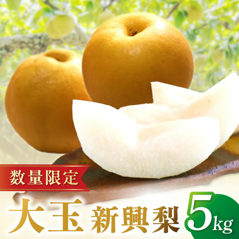 残りわずか／京丹後産・大玉 新興梨 5kg（6玉～10玉）（2026年10月中旬から発送） 国産 6～10 個 玉 ふるさと 納税 梨 なし ナシ 5kg 先行予約 期間限定 フルーツ くだもの 果物 赤梨 JA京都 農協 農家直送 生産者応援 農家応援 送料無料
